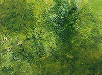 Kinnerton Forest, by Richard Hawking
